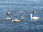 FZ006800 Mute Swan (Cygnus olor) and swanlings.jpg